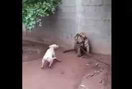 chó pitbull đánh nhau với hổ